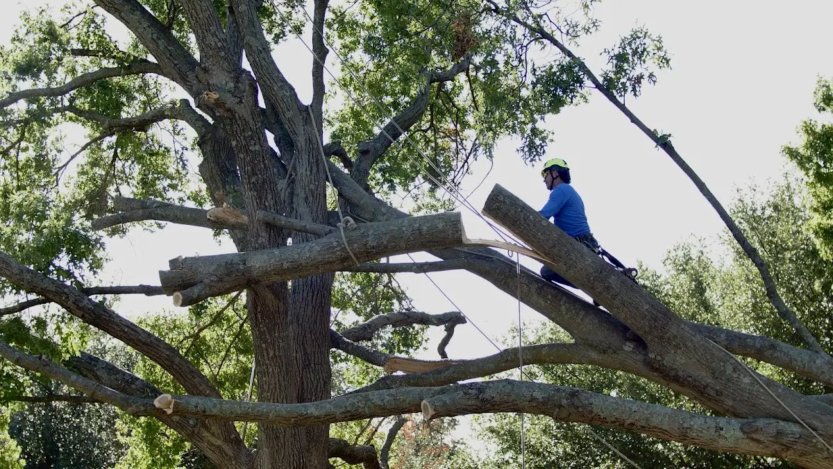 Professional Crown Thinning performed by certified arborists in Hempstead